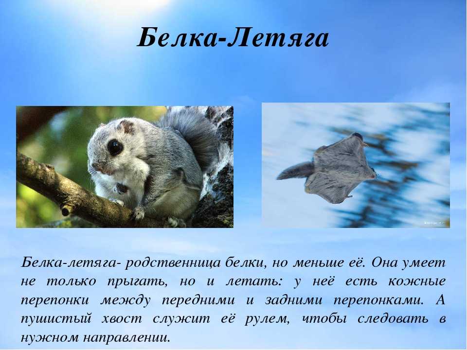 Белка-летяга: описание и среда обитания зверька, интересные факты о нём