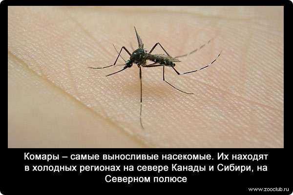 15 интересных фактов о комарах, которые вас удивят. почему они нас кусают? фото — ботаничка