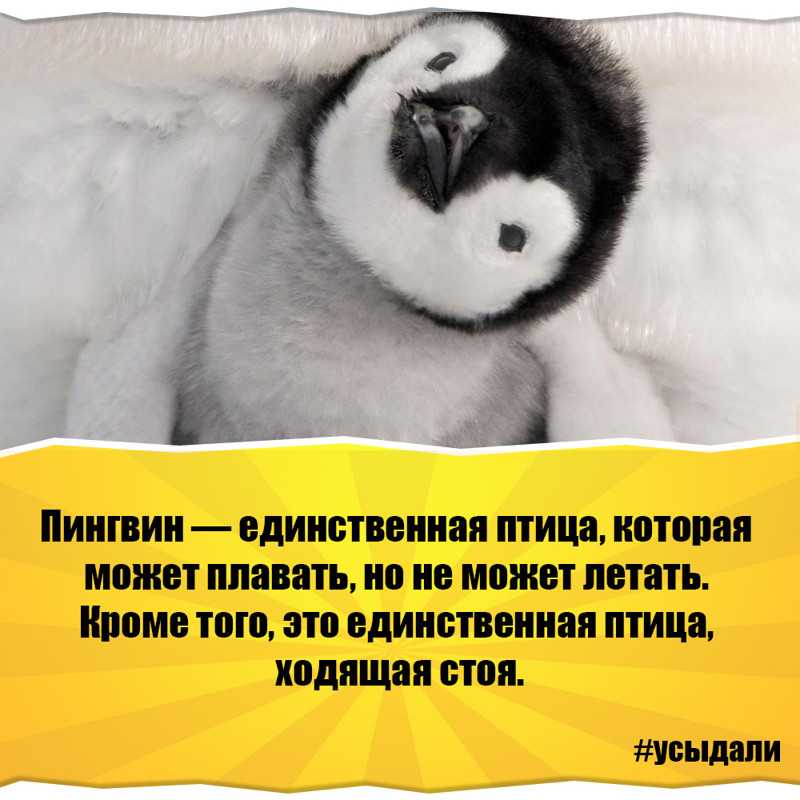 ᐉ что ты знаешь интересного о животных леса? - zoomanji.ru