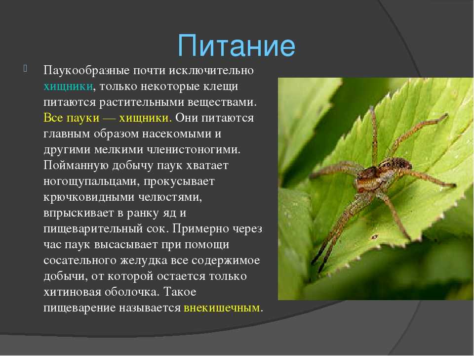Виды пауков - описание, насекомое это или животное, размножение и факты