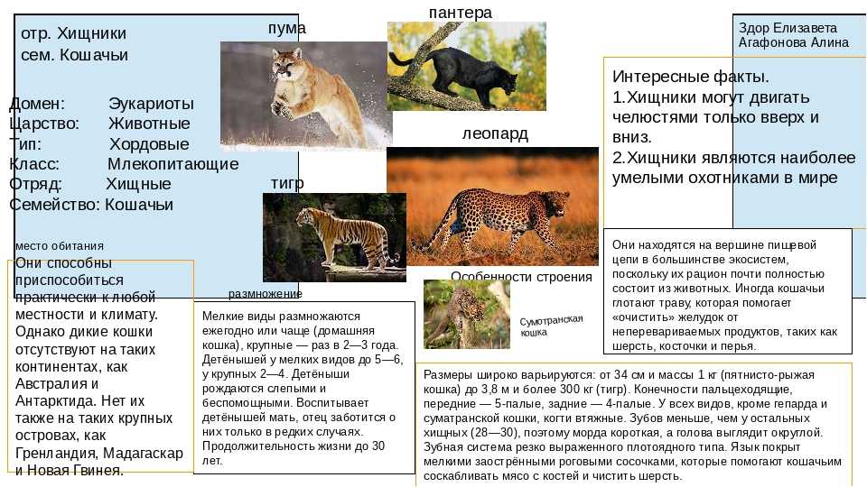 Интересные факты о ягуарах – это отличная возможность узнать больше о животных семейства кошачьих Они относятся к одному из 4-х разновидностей пантер