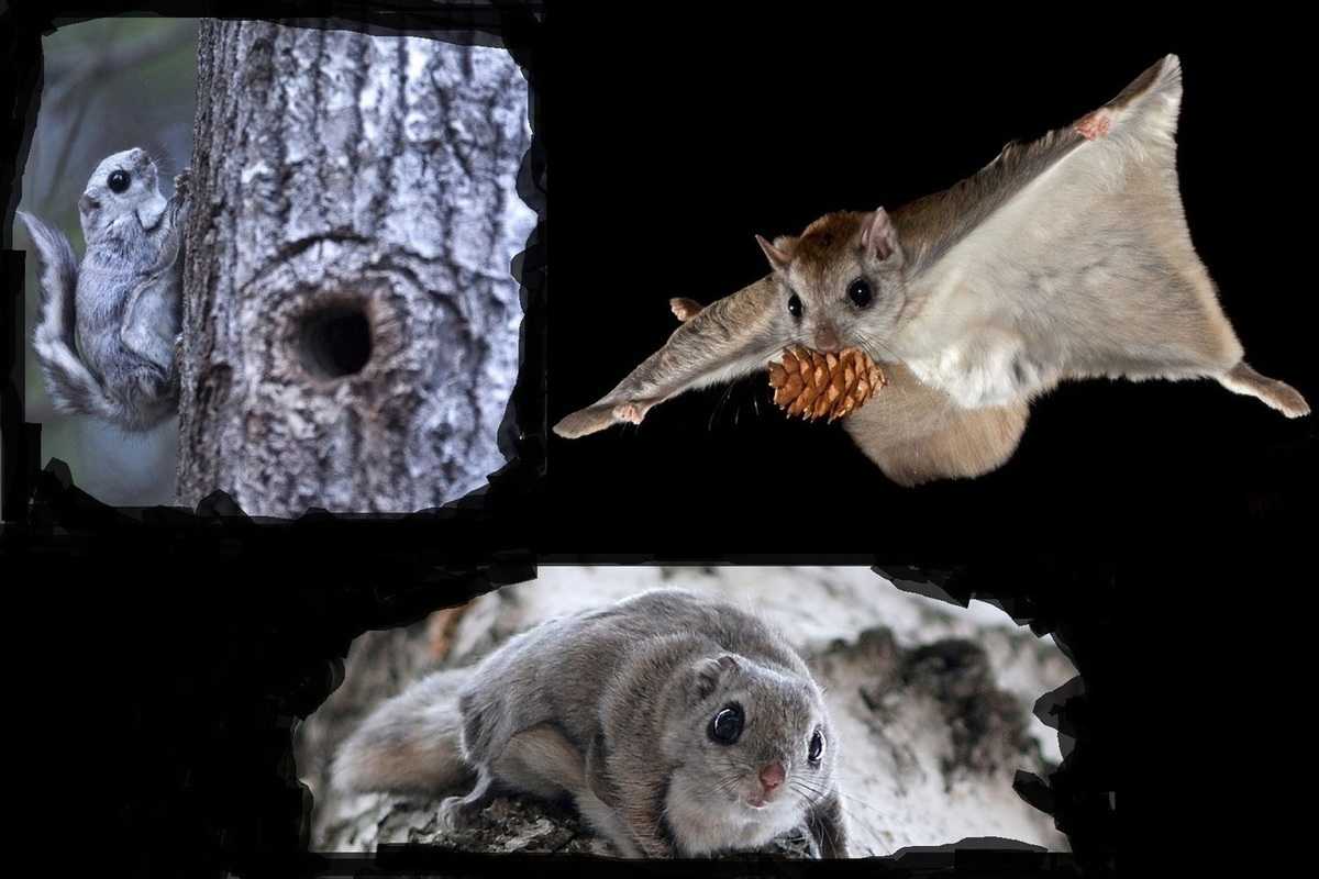 Белка-летяга: как выглядит животное, интересные факты и много фото
