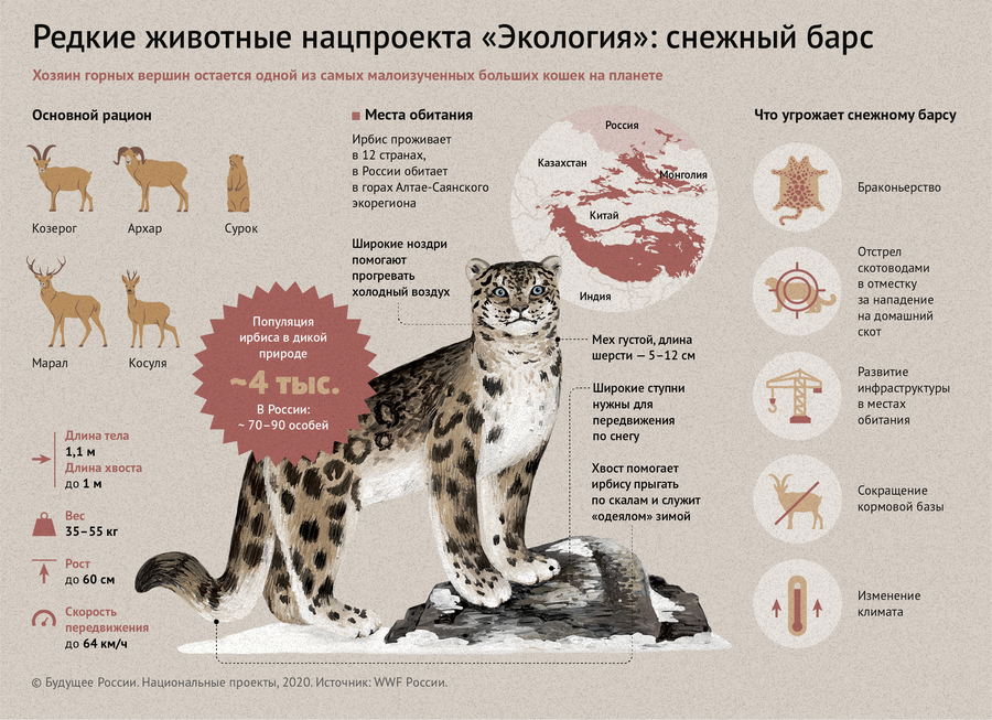 Разновидности диких кошек
