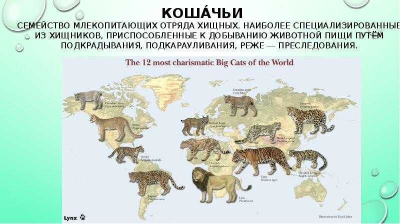 Дикие кошки: ареал обитания, размножение, названия видов, фото представителей хищного семейства кошачьих, разновидности хищников