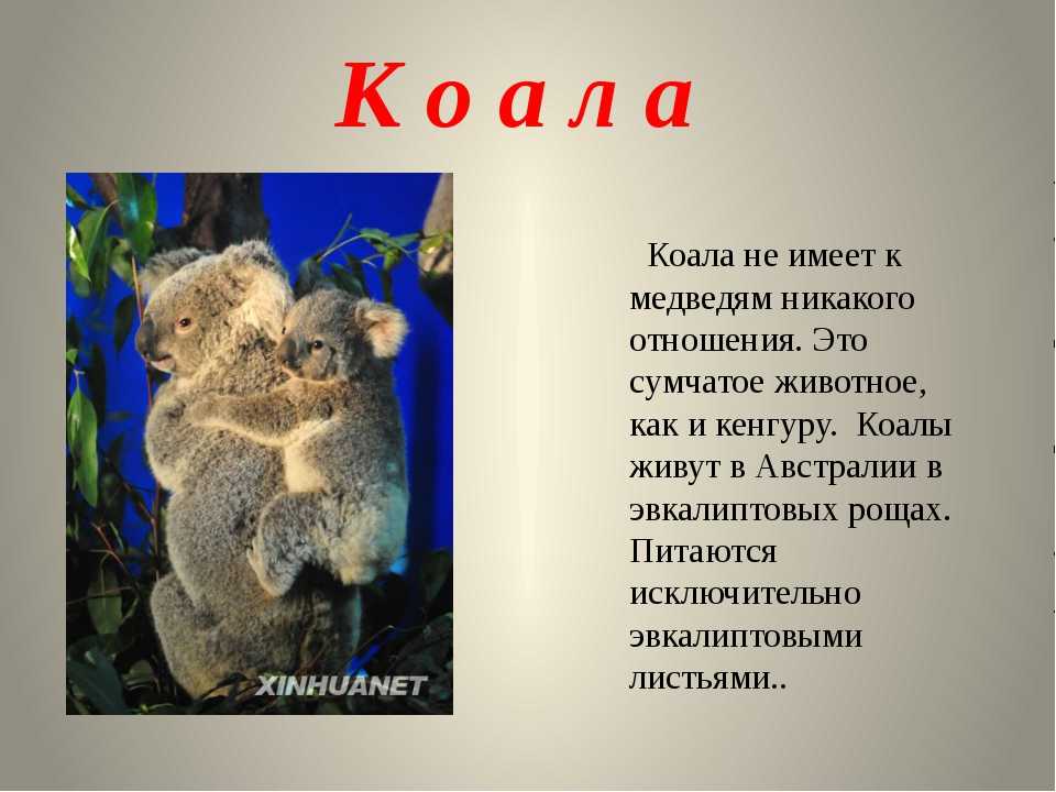Лесные животные красной книги россии: интересные факты. животные лесных зон :: syl.ru
