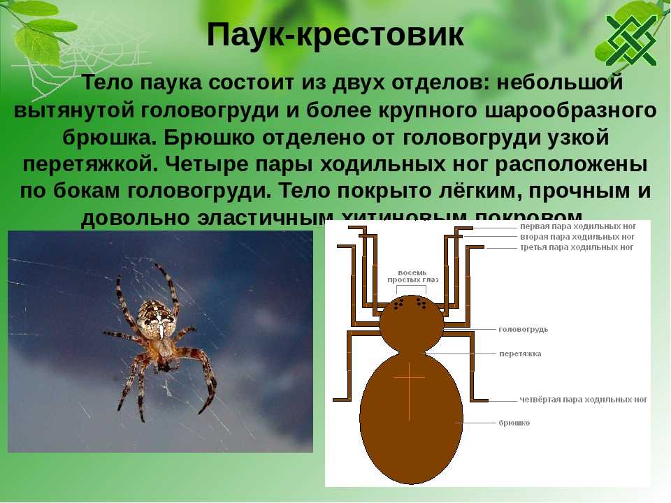 Удивительные факты о пауках на паутине