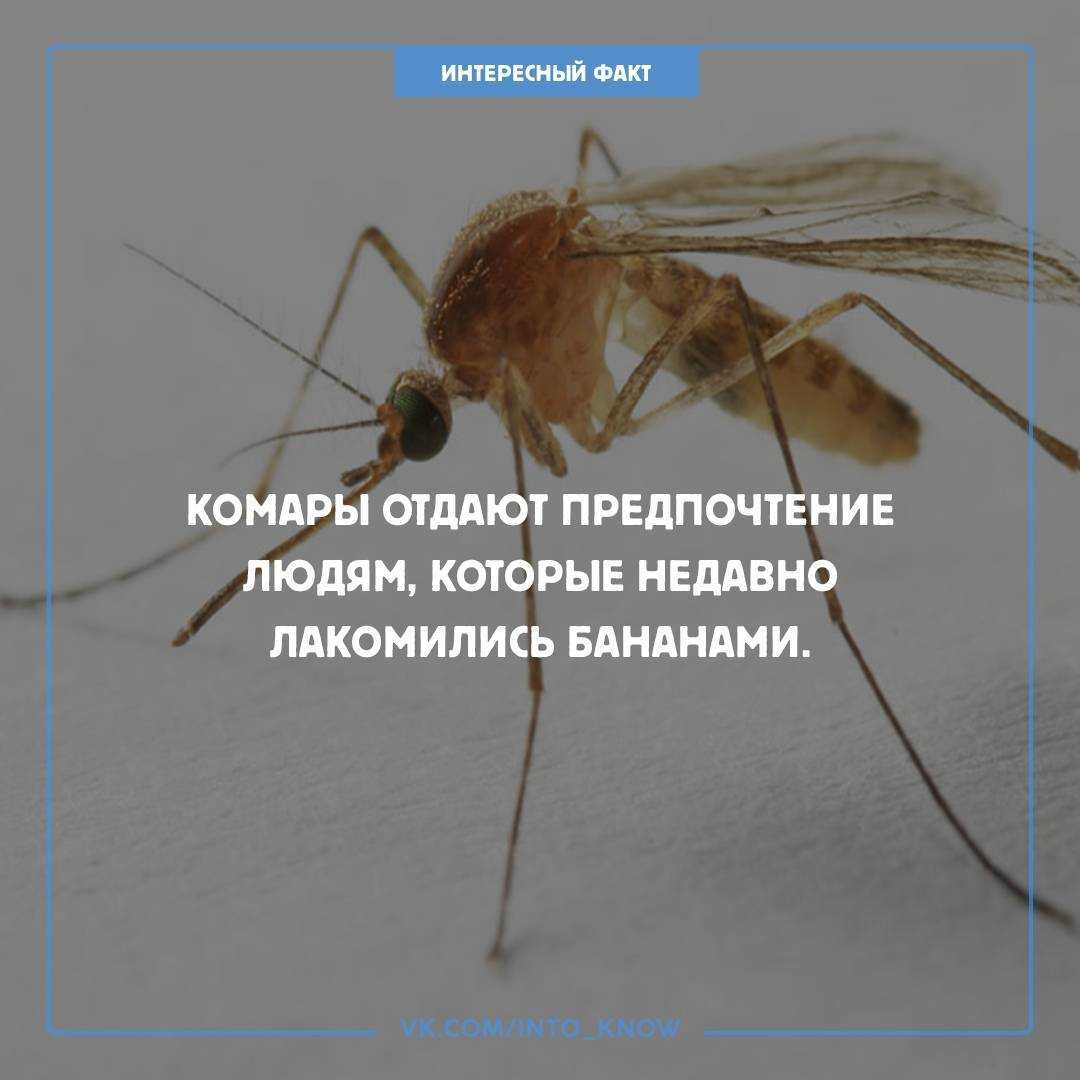 Комар: все самое интересное о повадках, средствах борьбы с ним