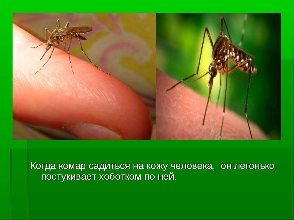 Интересные факты про комаров, которые изменят ваше отношение к ним