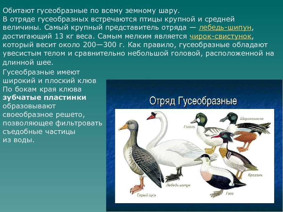 Интересные факты про гусей (goose)