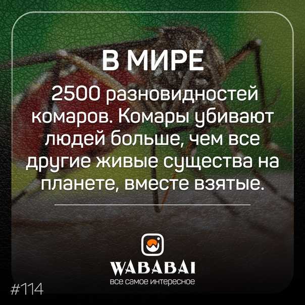 30 интересных фактов о комарах. обсуждение на liveinternet