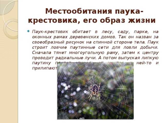 Интересные факты о пауках – это прекрасная возможность узнать больше о членистоногих Многие люди испытывают панический страх только при одном виде этих