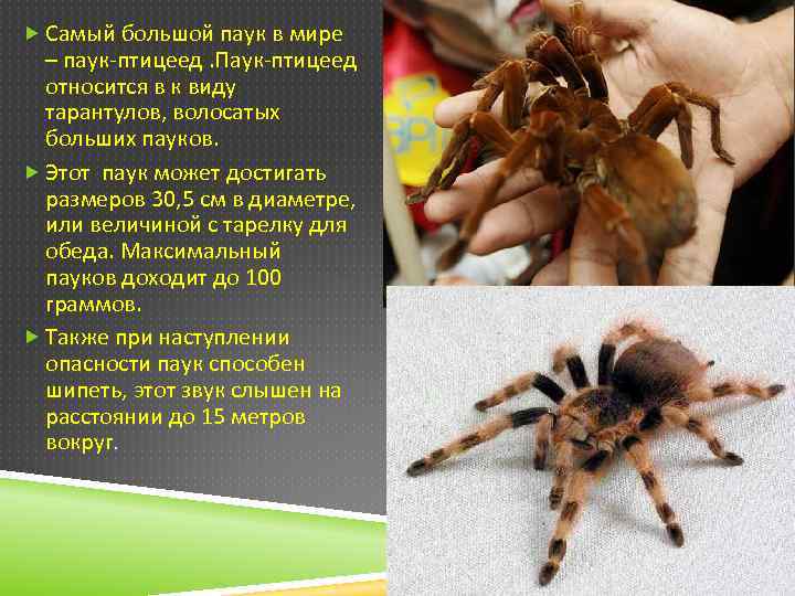Арахнофобия - боязнь пауков: причины, симптомы, лечение фобии