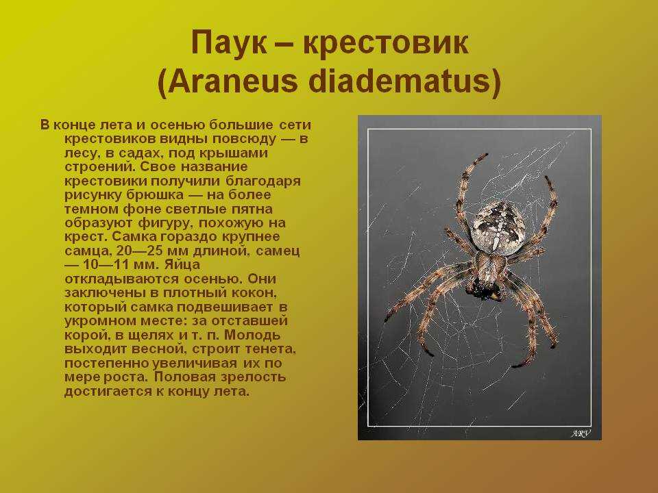 Как называется боязнь пауков и как перестать их бояться?