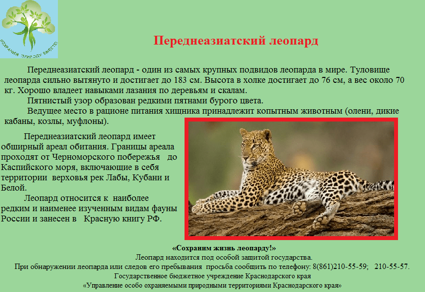 Ягуар - кошачьи | некоммерческий учебно-познавательный интернет-портал зоогалактика