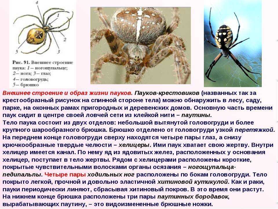 Арахнофобия (страх пауков) - причины, симптомы, лечение фобии