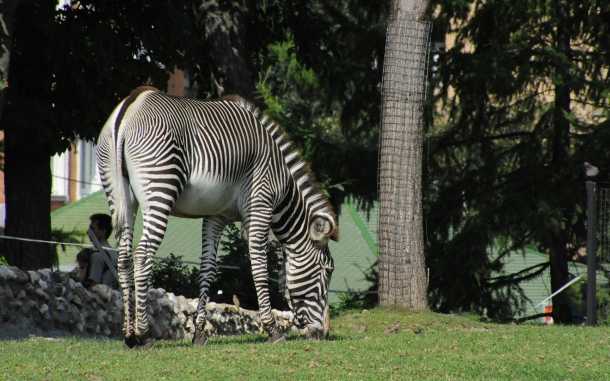 Зебра – фото и описание животного