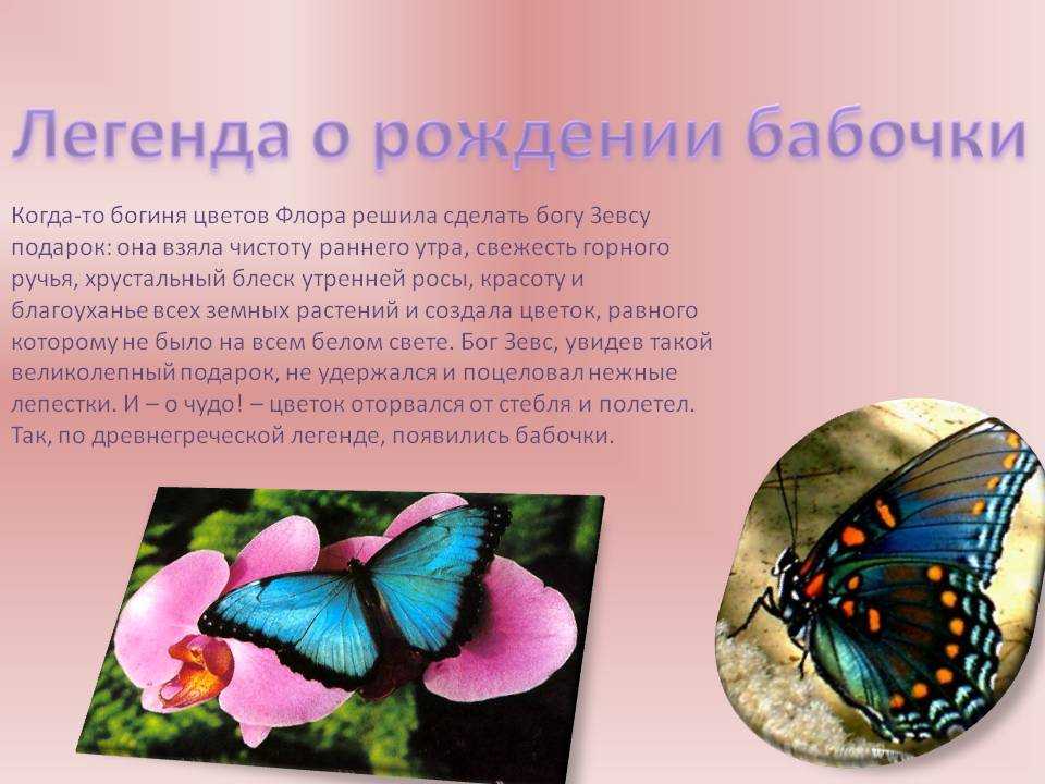 О бабочках. интересные факты