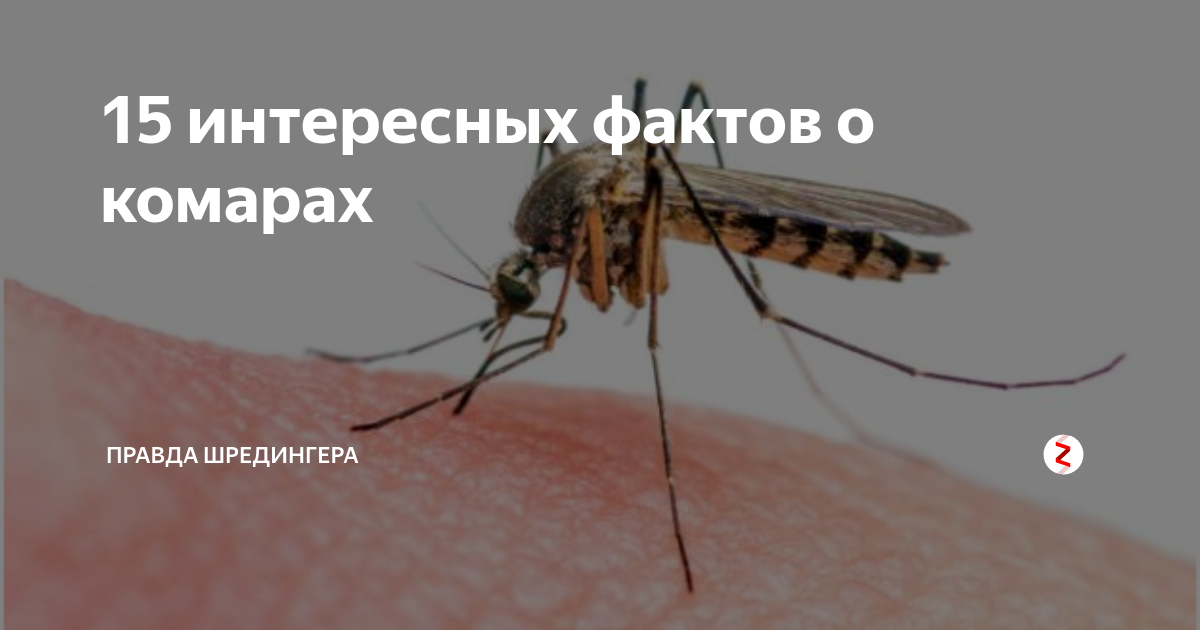 Интересные факты о комарах