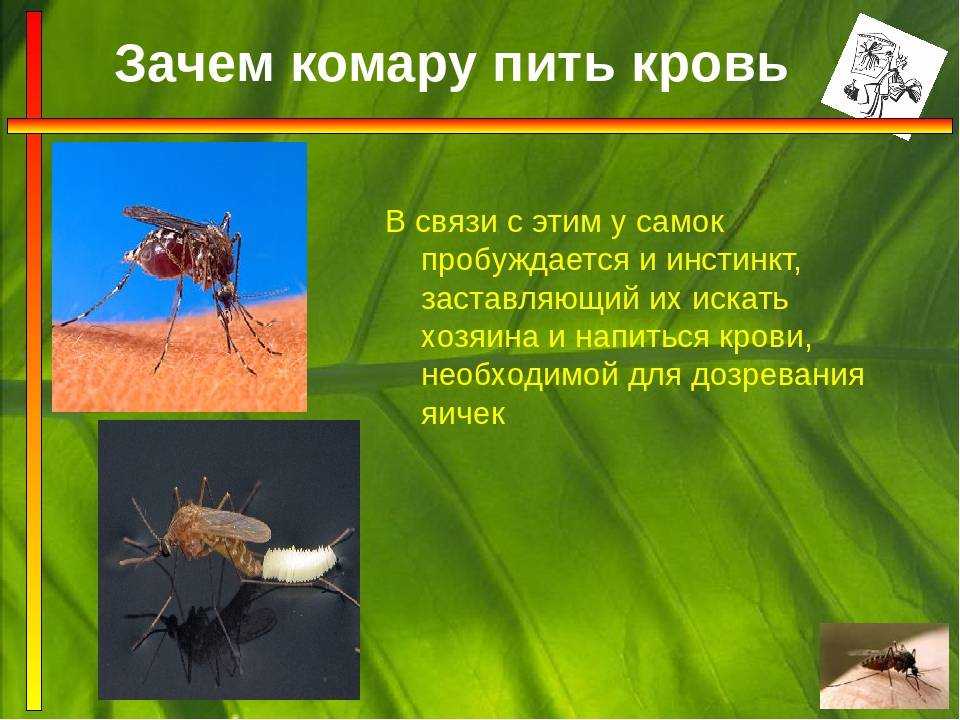 Комар: фото всех видов насекомого, строение, стадии развития