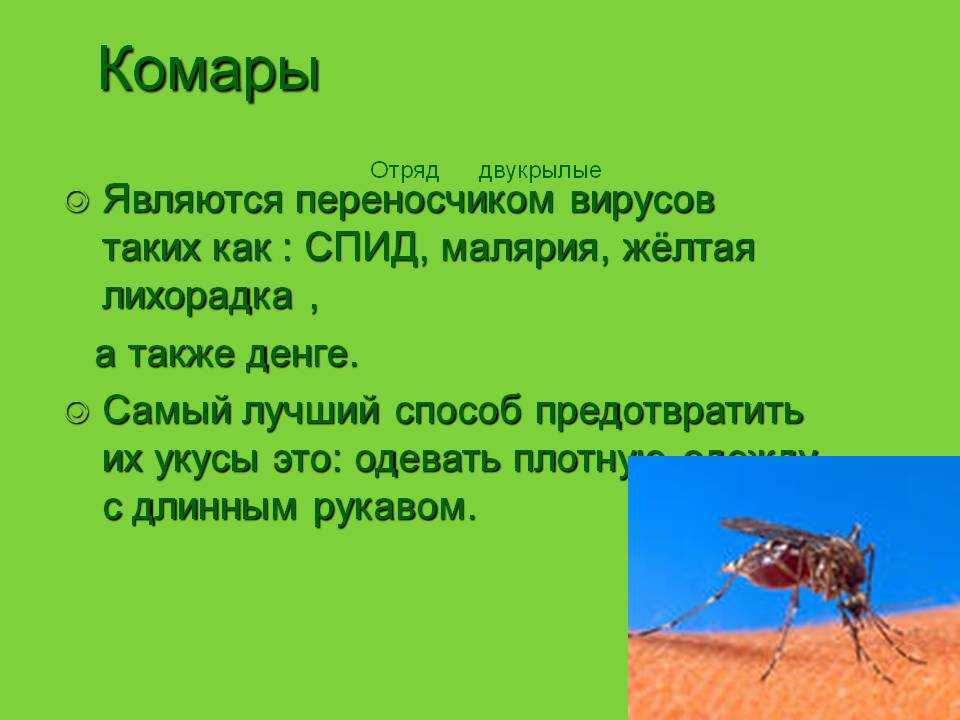 Образ жизни комара и его роль в природе. интересные факты о строении комаров