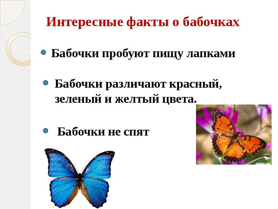 Интересные факты о бабочках – это прекрасная возможность узнать больше о насекомых Они обладают несравненной красотой, по причине чего многие люди