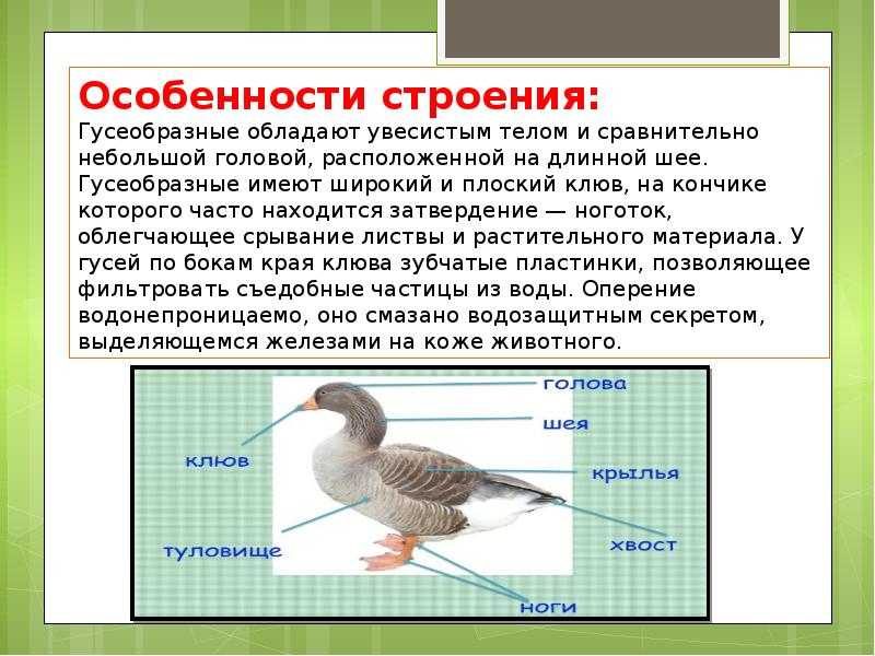 ✅ умеют ли домашние гуси летать - study-bro.ru