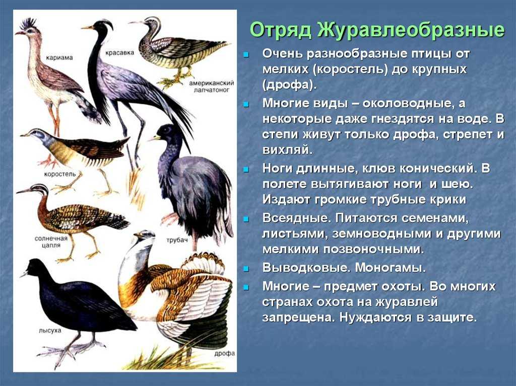 Описание белолобого гуся: происхождение и образ жизни дикой птицы