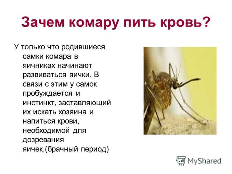 26 интересных фактов о комарах