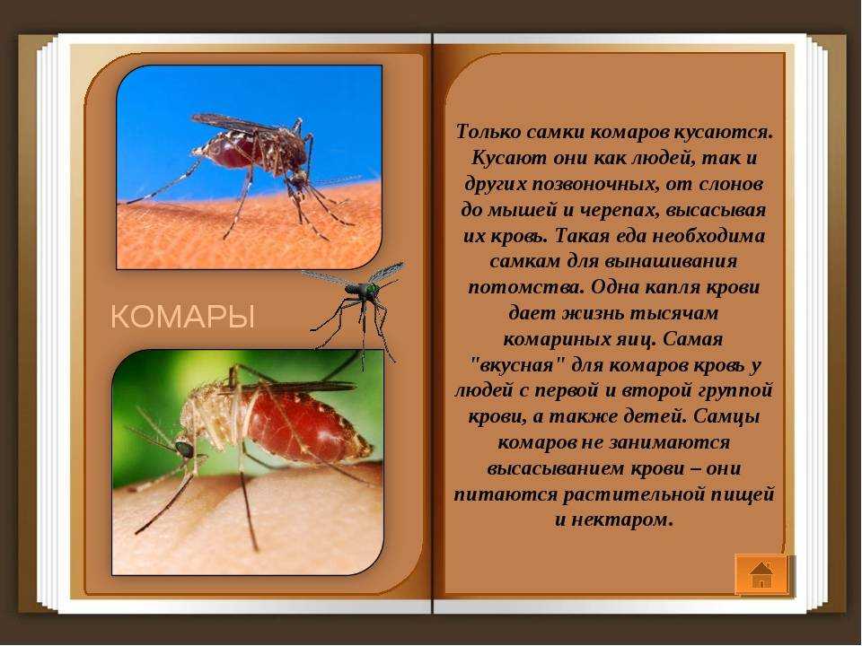 ​50 интересных фактов о комарах