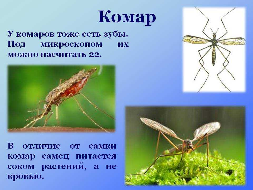 Интересные факты о комарах – это великолепная возможность узнать много нового о насекомых Эти назойливые «вампиры» доставляют множество неудобств как