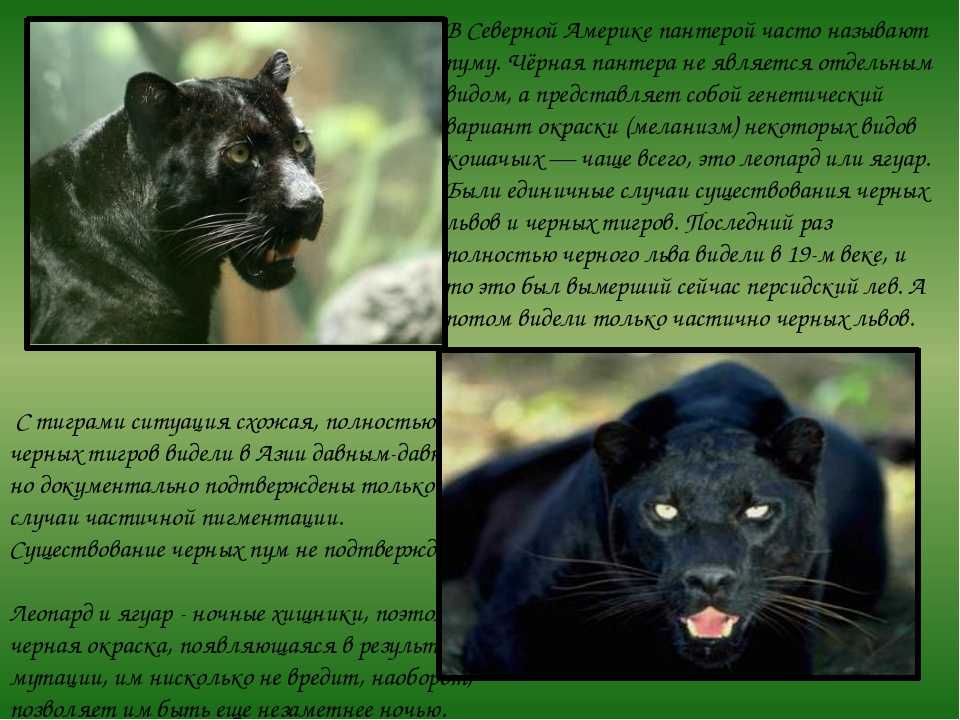 Ягуар: 40 фото животного, описание, черный и пятнистый