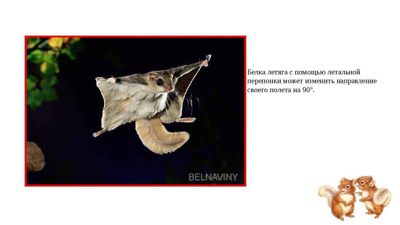 Летяга (pteromyini): интересные факты, фото, виды