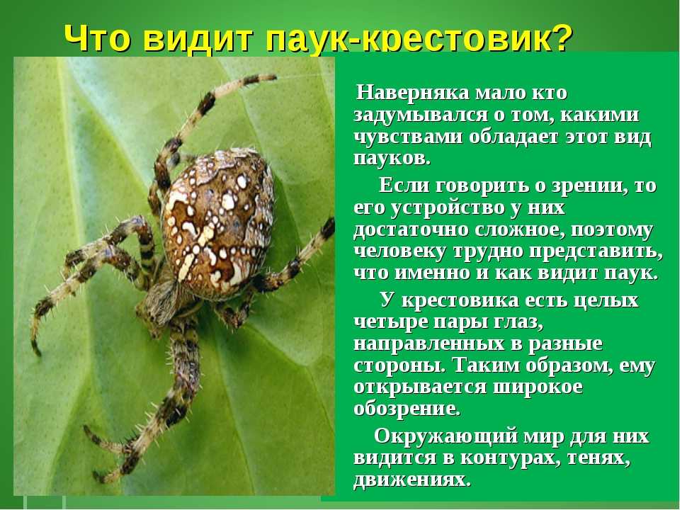 5 занимательных фактов о пауках | na-dostupnom.ru