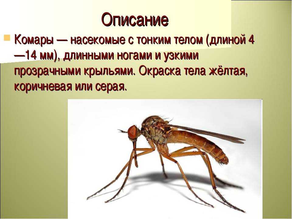 15 интересных фактов о комарах, которые вас удивят