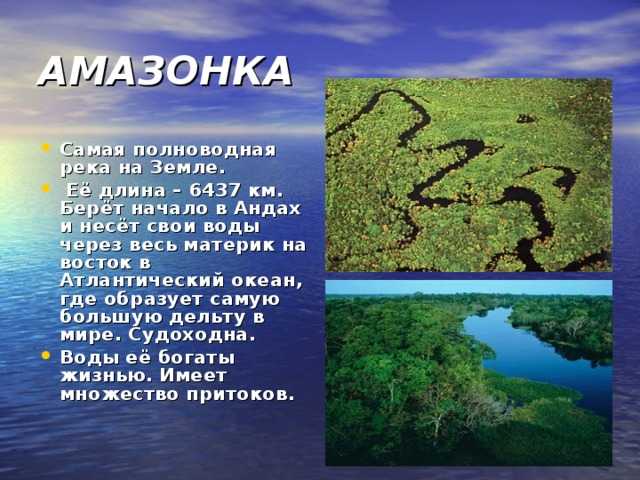 23 интересных факта об амазонке