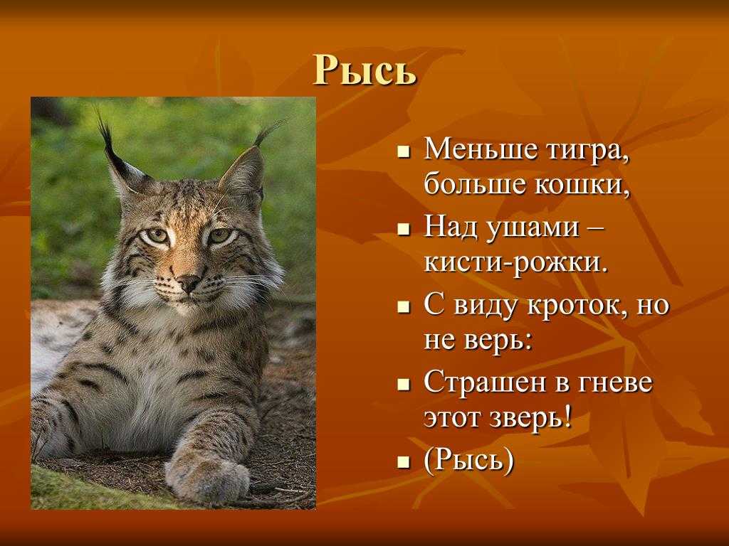 Рысь проект 1 класс