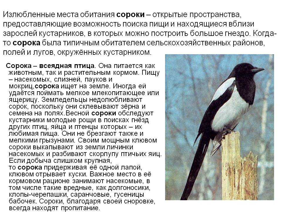 50 интересных фактов о кошках
