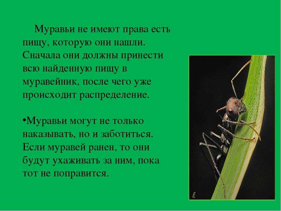 Проект по биологии 7 класс по теме интересные факты о насекомых. - chvuz.ru