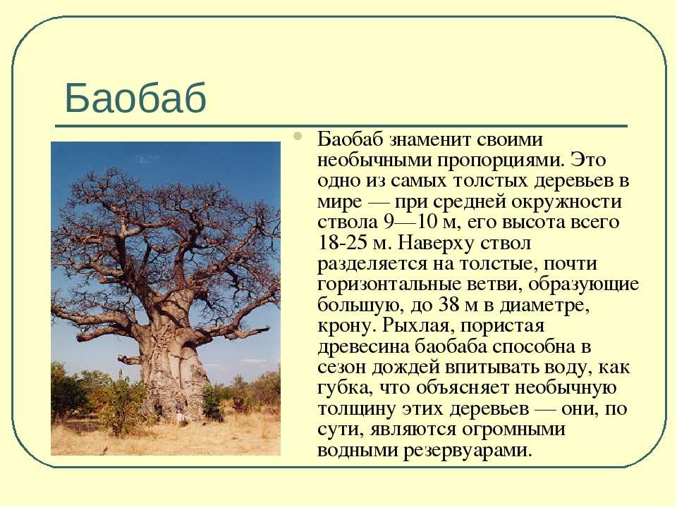 Воспользуйтесь текстом живет на свете баобаб. Баобаб растение в Африке описание. Доклад про растение баобаб. Баобаб дерево описание. Интересный рассказ про дерево.