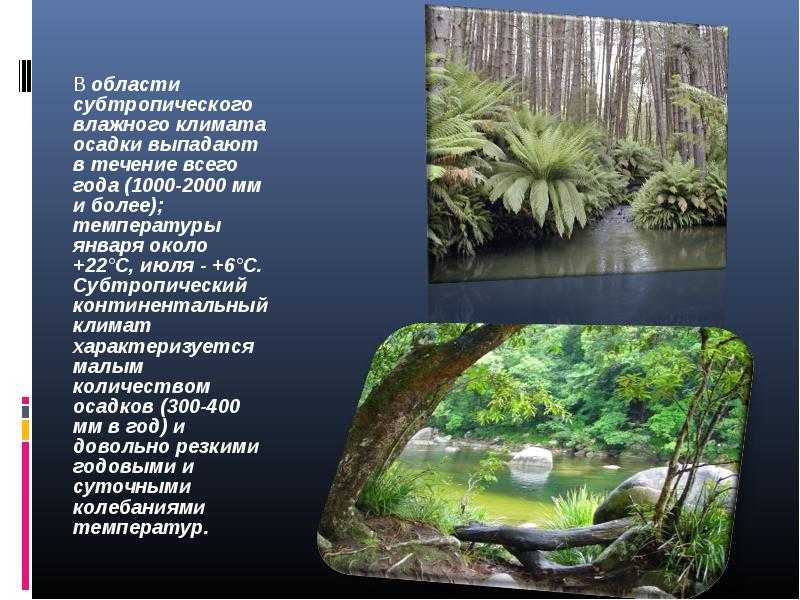 Растения характерные для субтропических лесов. Растения в тропиках и субтропиках. Растительность субтропического пояса. Субтропические леса климат. Субтропические леса растения.