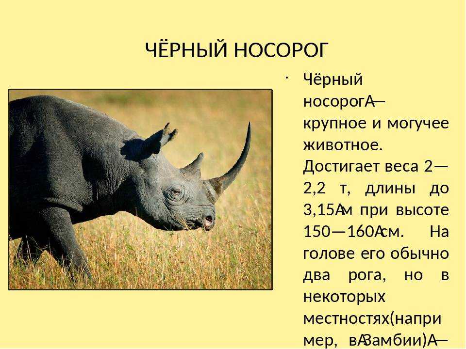 Носорог: описание, образ жизни, виды и место обитания | планета животных