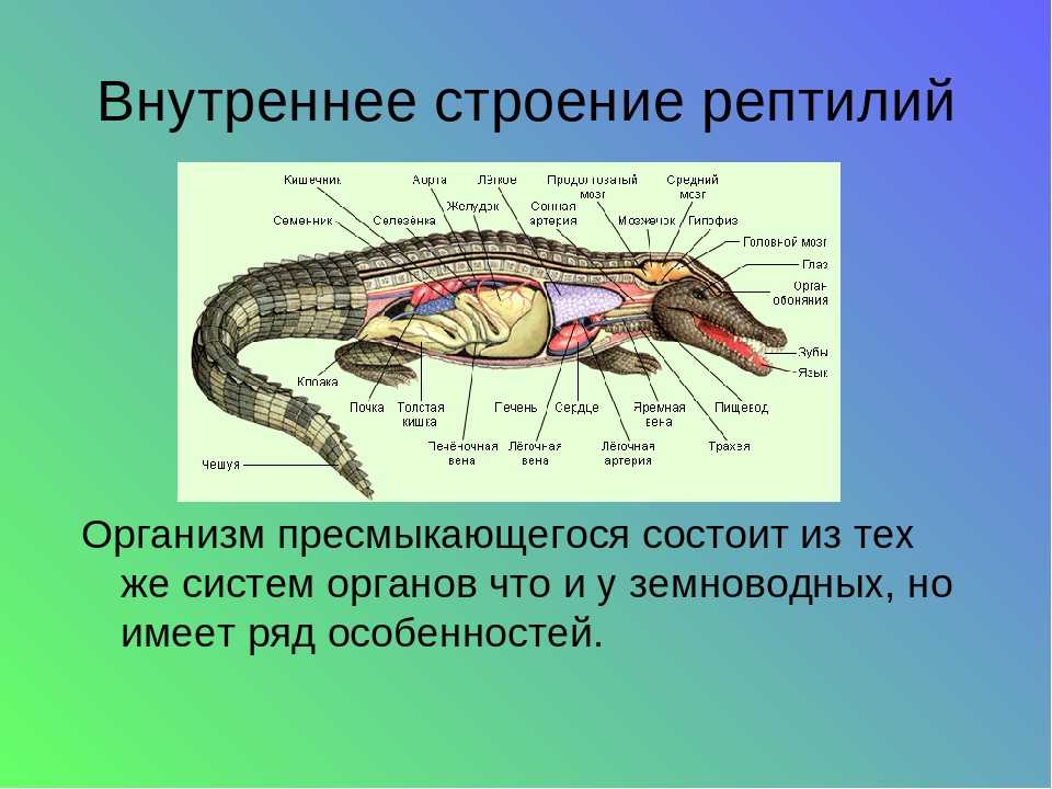 Строение пресмыкающихся рисунок