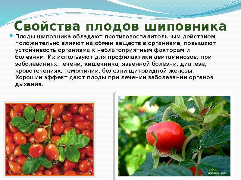Доклад-сообщение о шиповнике 2 класс