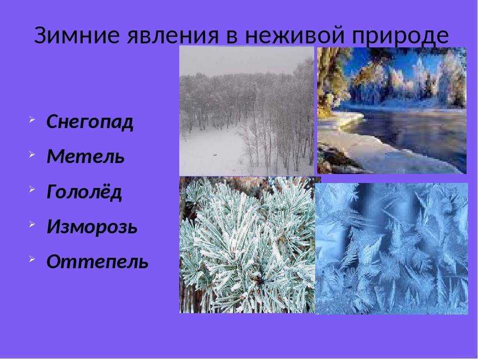 Примеры явлений неживой природы 2 класс. Зимние явления в неживой природе 2. Явления неживой природы 2 класс. Зимние явления в живой природе. Явления живой природы зимой.