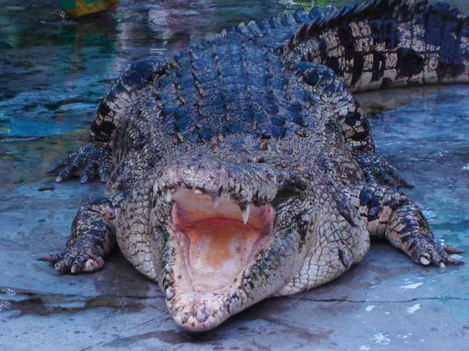 Крокодил: описание, способ жизни, виды (фото)