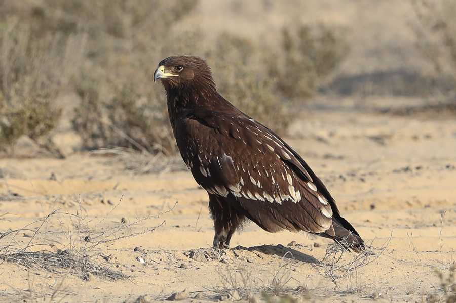 Птица орел. образ жизни и среда обитания орла