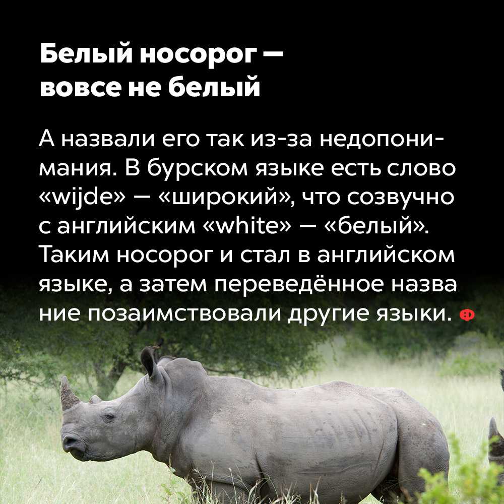 Носорог: все самое интересное о повадках, образе жизни
