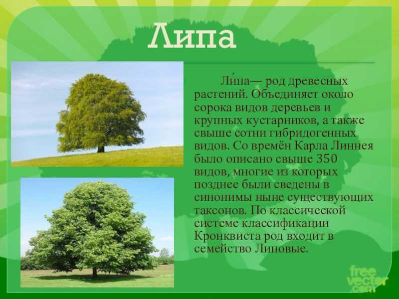 Сообение-доклад на тему липа 2, 3, 4 класс