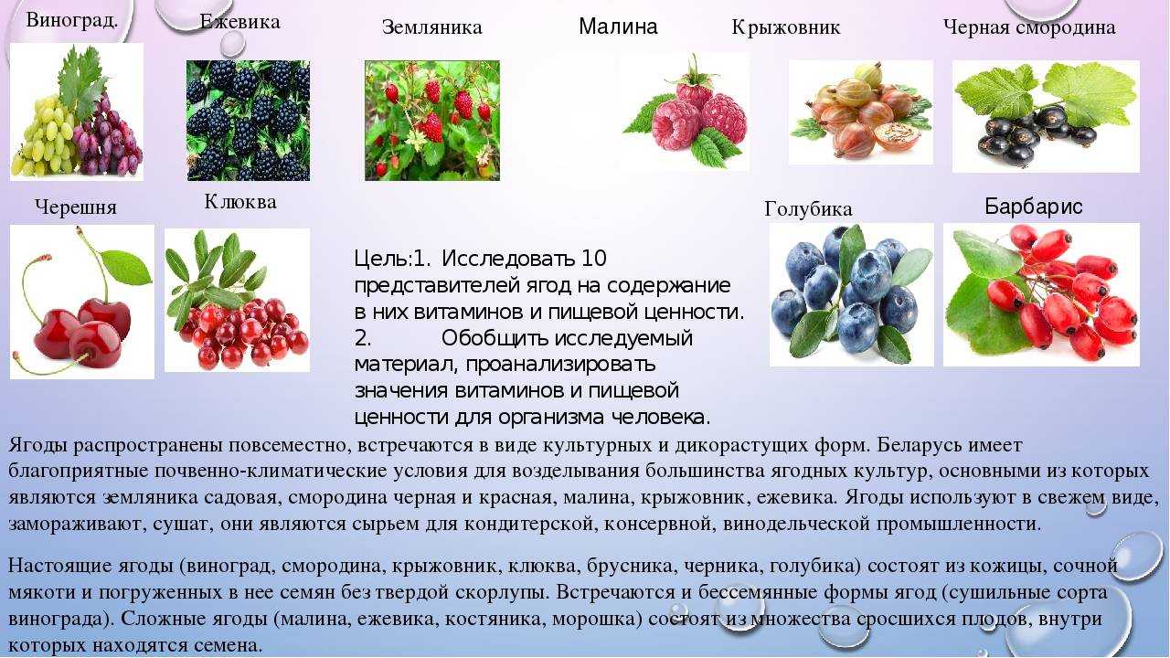 7 фактов о пользе и вреде черники с научной точки зрения