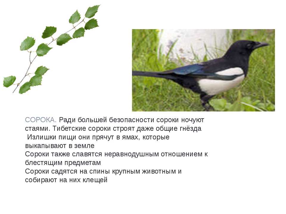 Где живет и чем питается сорока в природе? :: syl.ru